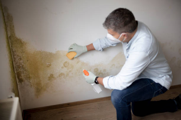 Best Attic Mold Removal  in Annapolis, MD