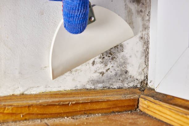 Best Air Quality Testing for Mold Spores  in Annapolis, MD